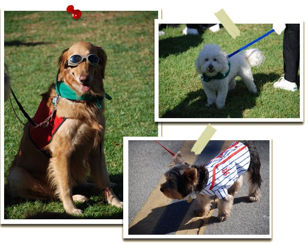 9th Annual Wiggle Waggle Walk