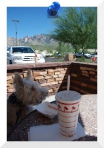 In-N-Out Burger in Oro Valley, Arizona